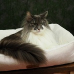 猫カフェ ねこまんまBlog