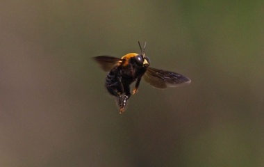 『投稿：BORG45EDIIによるクマバチ＆MILTOL桜　2021/04/09』の画像