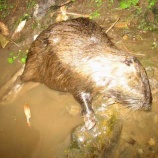 『丹波のなぞの動物第２弾』の画像