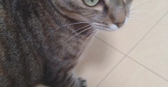 実物のﾈｺﾁｬﾝたちセカンド257