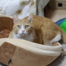 つぶして待つ猫。