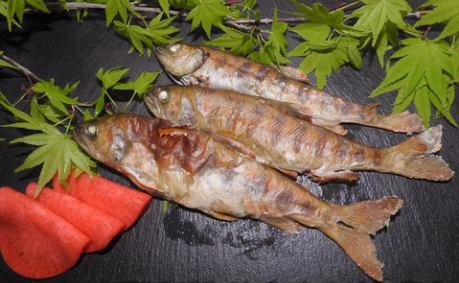 土佐料理　旬の鰹がゆく！