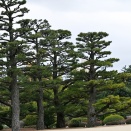 梅花薫る栗林公園②