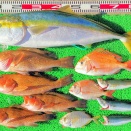 2026年1月23日　釣果