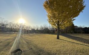 落ち葉の絨毯で浴びる西陽ビーム