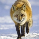 地界のキツネ３　キツネの属性　歩様　キツネ病　天地のキツネ４