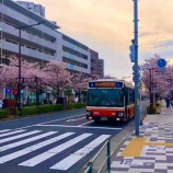 『満開』の画像