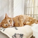 里親さんを待ってる猫たち(2/23)