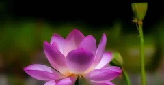 三原市の棲真寺の蓮の花