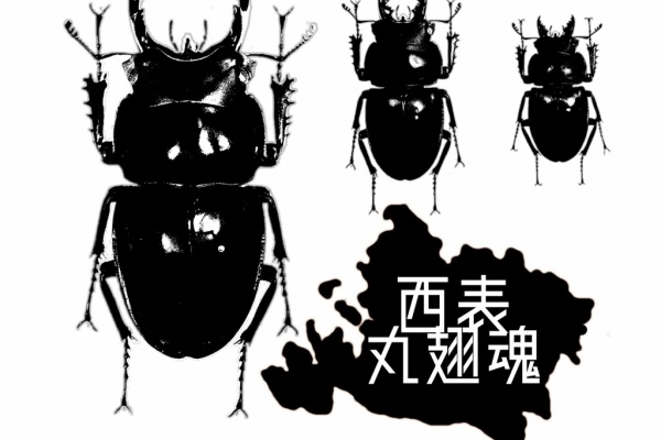 ヤエヤママルバネ 屋良部 その3