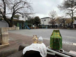 桜の元への里帰り　20260328