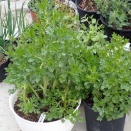 「春菊」の様子です！「トラッド」ほうれん草の種蒔き！食用菊の新芽！「パセリ」が元気です！ジャズバンドの朝練に参加します🎵