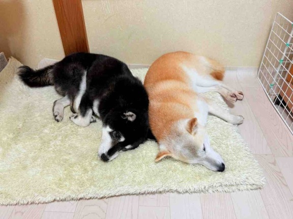 寄り添って、すやすやと