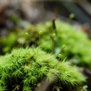 苔の仲間