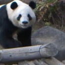 上野動物園のパンダとさよなら：2026年1月の返還に向けて