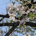 フランチャイズ地獄からの脱出  藤原義塾からの報告書