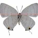 京大蝶研六大陸クラブのTropical Delights