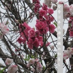 小夜衣 　（五七五ブログ）