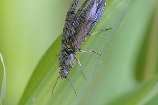 ときどき昆虫 コメツキムシ科 ゾウムシ科 オトシブミ科