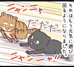 ネコ飼いの幸せ時間、始まる！のまき