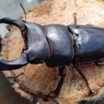 オオクワガタの常温飼育記録