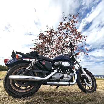 今日もしやわせな一日