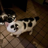 『Muddy Cat 定期便 7/23〜7/26・またまた新入り猫ちゃん』の画像
