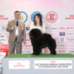 NYAN CHOW's @チャウチャウ