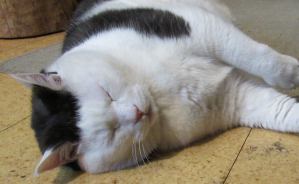 「一番いい場所」で眠るニャンコ