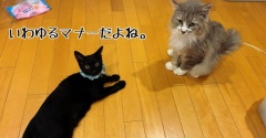 フーガくんによるマナー講習