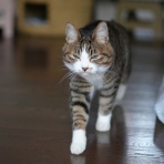 ねことアパートと1人暮らし～とらやんとおらと～