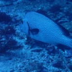 西川名ダイビングログ｜館山ダイビング