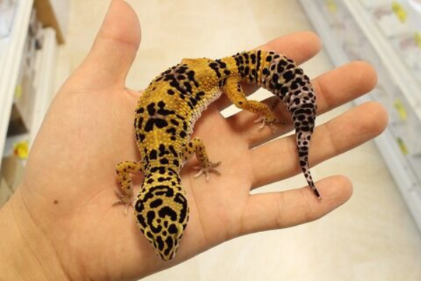 ヒョウモントカゲモドキ レオパ 有精卵 大人気のスーパーマックスノーが出る掛け合わせ 食用 研究観察 自由研究に Bizarromesa Com