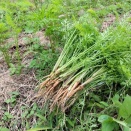 にんじん🥕　2026秋