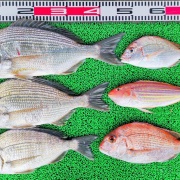 2026年4月14日　釣果