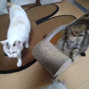 実物のﾈｺﾁｬﾝたちセカンド265