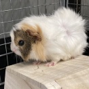 🎵かわいい小動物の紹介🎵