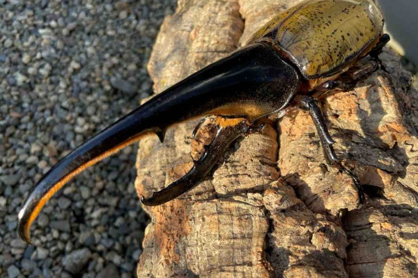 Hope Hill - ヘラクレスヘラクレス