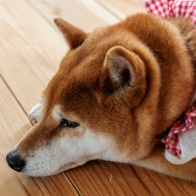 EF50mmF2.5コンパクトマクロ