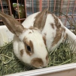 うさぎのきた道