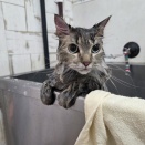 🐱シャンプーコース🧴