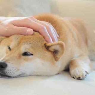 かぼすちゃんとおさんぽ。