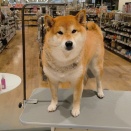 トリミング🐾