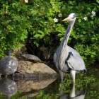 『投稿：BORG71FL＋ペンタックスQ10による野鳥とカメ　2021/03/26』の画像