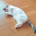 酸っぱいのが食べたい
