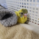 緑のおパンツ