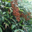 南天（なんてん）の実