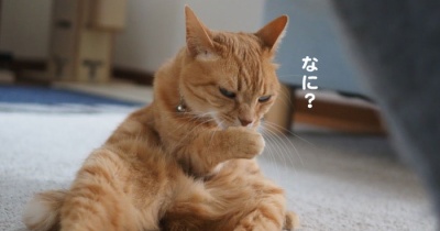 微妙写真…