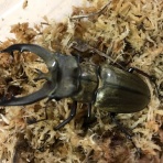 クワ助のほほん日記