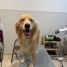 トリミングブログ　シャンプーセット　ゴールデンレトリーバー　早川　水野